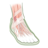 Strengthen Foot Muscles